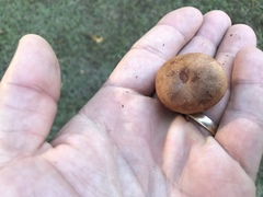 Zelleromyces cinnabarinus