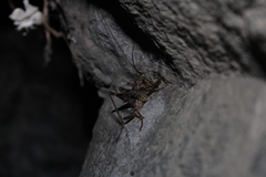 Pleioplectron simplex