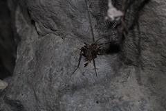 Pleioplectron simplex