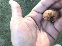 Zelleromyces cinnabarinus