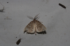 Pseudocoremia suavis