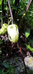 Passiflora megacoriacea image