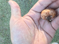 Zelleromyces cinnabarinus