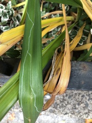 Ophiomyia kwansonis
