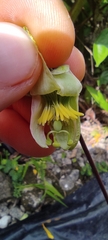 Passiflora megacoriacea