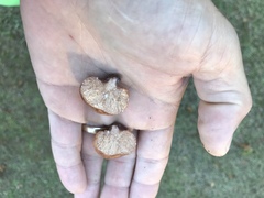 Zelleromyces cinnabarinus