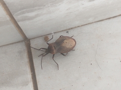 Spartocerini
