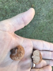 Zelleromyces cinnabarinus