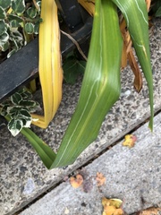Ophiomyia kwansonis