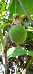 Passiflora megacoriacea