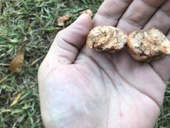 Zelleromyces cinnabarinus