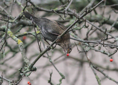 Turdus merula