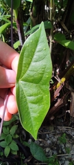Passiflora megacoriacea