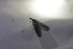 Archichauliodes diversus