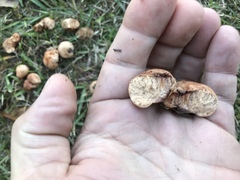 Zelleromyces cinnabarinus