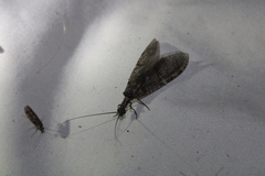 Archichauliodes diversus