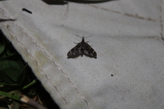 Isonomeutis amauropa