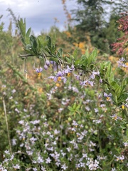 Solanum valdiviense