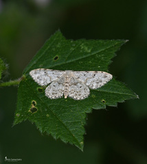 Idaea camparia
