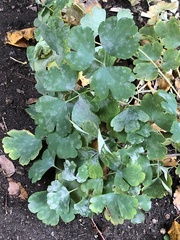 Erysiphe aquilegiae