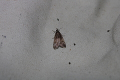 Eudonia asterisca