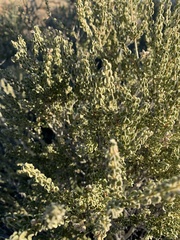 Mortonia scabrella