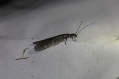 Archichauliodes diversus