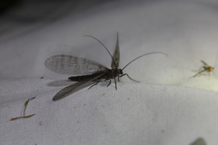 Archichauliodes diversus