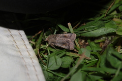 Proteuxoa tetronycha