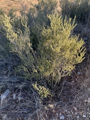 Mortonia scabrella