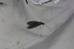 Archichauliodes diversus