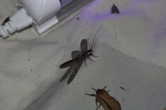 Archichauliodes diversus