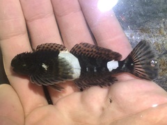 Clinocottus globiceps