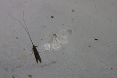 Poecilasthena pulchraria