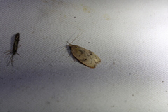 Phaeosaces coarctatella