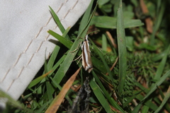 Orocrambus apicellus