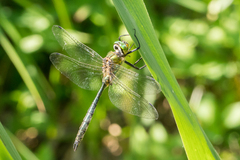 Somatochlora meridionalis