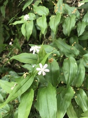 Tripladenia cunninghamii