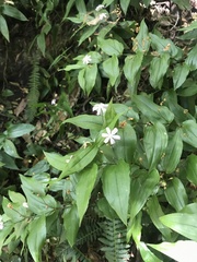 Tripladenia cunninghamii
