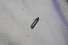 Scoparia indistinctalis