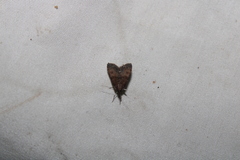 Eudonia asterisca