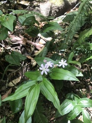 Tripladenia cunninghamii