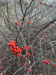 Ilex verticillata