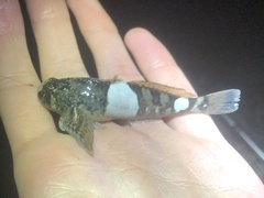 Clinocottus globiceps