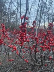 Ilex verticillata