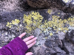 Acarosporaceae