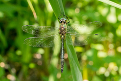 Somatochlora meridionalis