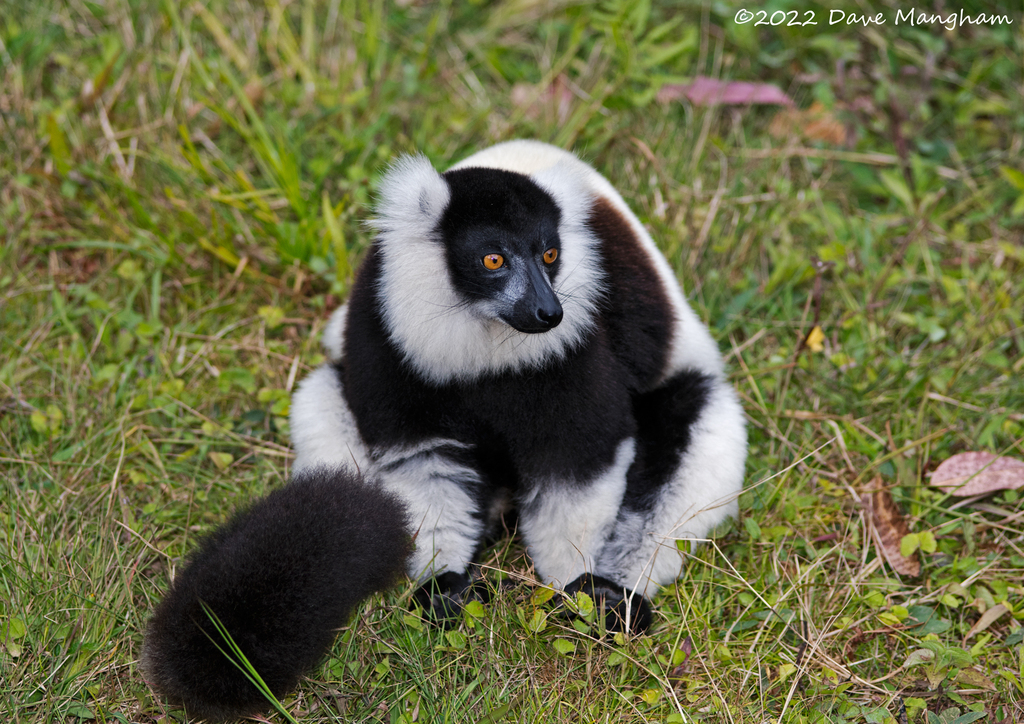 Black-and-white Ruffed Lemur (Varecia variegata)  iNaturalist