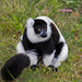 Lemur de Collar - Photo (c) Dave Mangham, algunos derechos reservados (CC BY-NC), subido por Dave Mangham