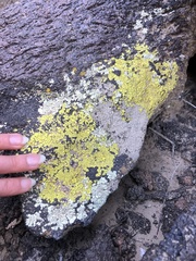 Acarosporaceae
